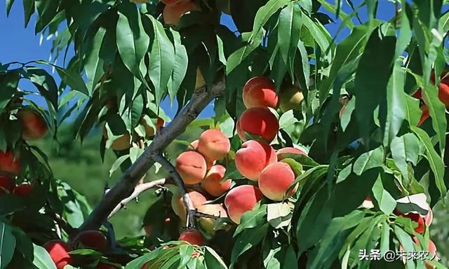 桃树控梢新手段——氨基酸代替多效唑