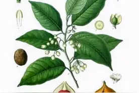 每日一中药——豆蔻图片