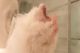 仓鼠也有起床气，拒绝主人撸鼠后，躲在角落只想多睡一会图片