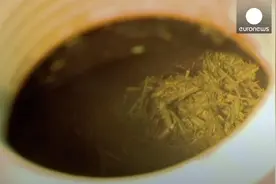 牛肚子开孔，塑料环下的皮肤会不会愈合？伸手进去掏，牛不痛吗？图片