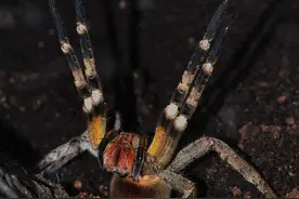 世界最毒蜘蛛，被咬男性会引起持续数小时的“生理反应”图片