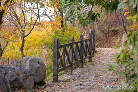 人少还免费！烟台这个备受摄影师喜爱的地方，正值颜值巅峰！图片