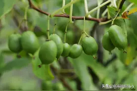 新型水果走红，皮薄多汁味道好，好吃还好养，市场前景好图片