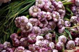 吃不完的大蒜要如何保存？蒜贩子教我土方法，放1年都不会坏图片