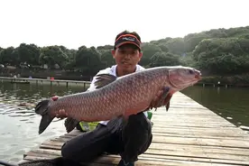 什么味道最吸引青鱼？钓青鱼用什么饵料最好？钓青鱼用花生好吗？图片