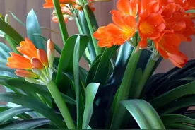 秋天养君子兰，“死记硬背”四大原则，冬天大爆花，花箭拔得多图片