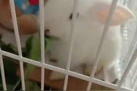 兔子为什么不睡觉觉呢？图片