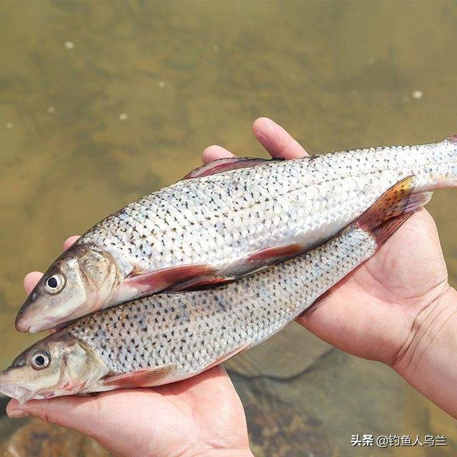 花骨鱼是它的俗名,想钓它并不容易,重点在调漂