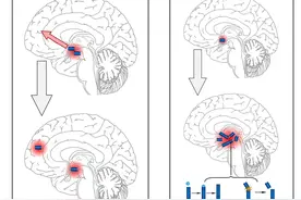 脑科学日报：多巴胺如何影响多种大脑活动？图片