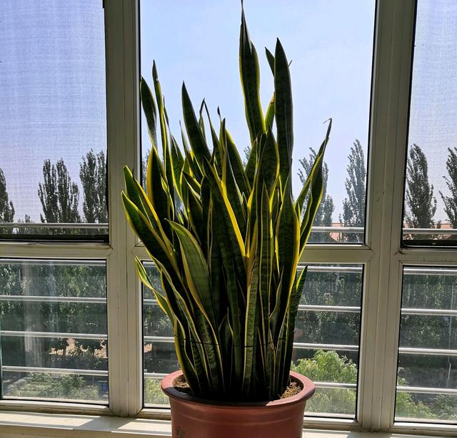 虎皮兰"懒人养",挤爆大花盆,小芽一大堆,金灿灿真高档