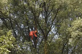 为摘马蜂窝，四川一男子命丧35米高大树，却不是马蜂蛰死的图片