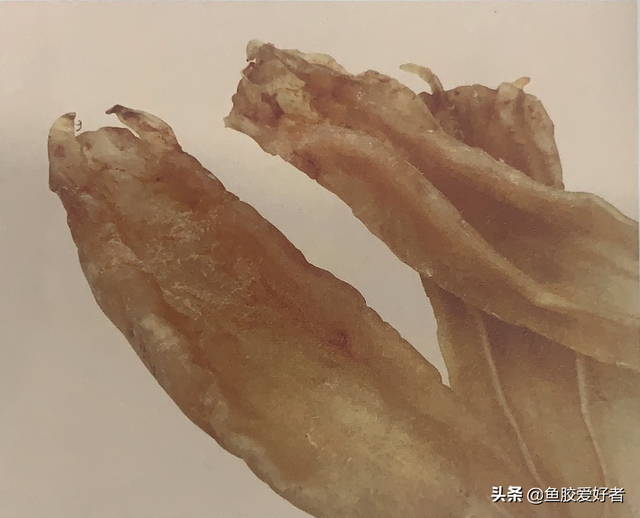 北海阴阳胶鱼胶好不好 北海阴阳鱼胶是什么鱼