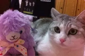 爱猫因病去世，一年后…它竟然做了我的宝宝？图片