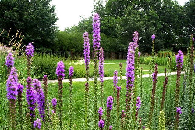 室外花卉图片大全及花名 50种常见的园林花卉,图文结合,看你认识多少?