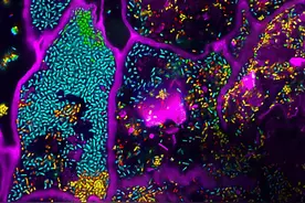 3个第一，一窥合成生物学公司如何操纵微生物组图片
