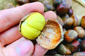 板栗好吃剥皮难？厨师长教您一绝招，板栗3秒去皮，而且还不伤手图片