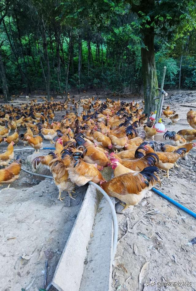 研究表明发酵饲料具有改善氨基酸、脂肪酸，肌肉理化特性及风味