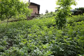 大山里60岁男子至今单身，住石板房吃腊肉喝苞谷酒，每日和狗为伴图片