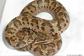 原矛头是烂肉王？中国境内的五大危险毒蛇，谁才是真正的烂肉王图片