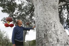 大山里发现两棵“怪树”，树身和树枝全是白色，有人出资百万不卖图片