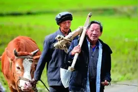 为啥猫头鹰不去健康无病之家，燕子不去穷人家？看完就知道答案了图片