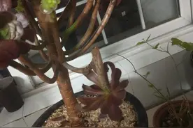 多肉法师夏季大量掉叶子怎么办？原因有三，教你一招，轻松救活图片