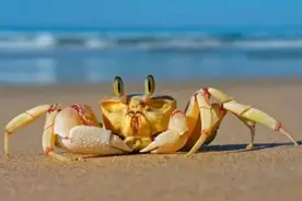 恐怖生物“蟹奴”，寄生在螃蟹内控制其交配，使其成为僵尸螃蟹图片