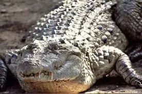 鳄鱼大全，建议收藏图片