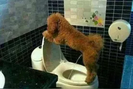 如何让狗狗学会定点大小便？这几招可以帮到你图片