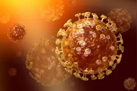 狗狗的呼吸道型冠状病毒，不会传染其他动物和人图片