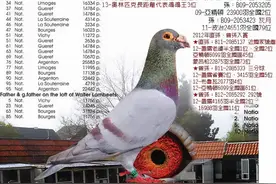 一羽最了不起的银色鸽图片