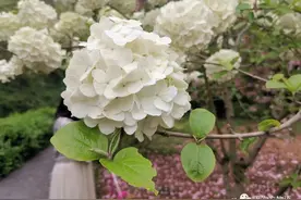 木绣球和草绣球，这两种长相很像，关系却很远图片