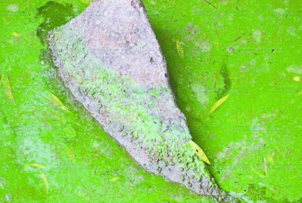 微生物的协作共享，一般人不懂，渔民养殖户们你们懂吗？