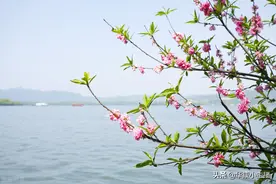 古诗《春晓》原文注释，译文赏析 附：《跟康爸学古诗》朗诵视频图片