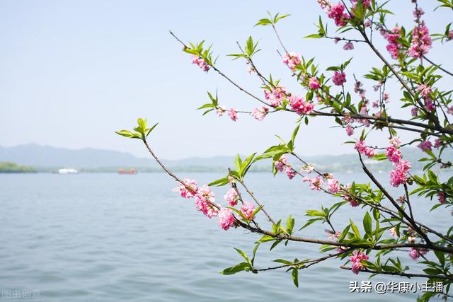 春晓的古诗（古诗春晓原文注释）