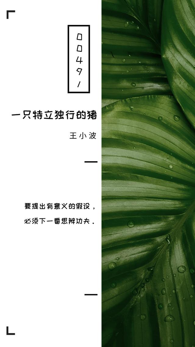 《一只特立独行的猪》十句经典句子