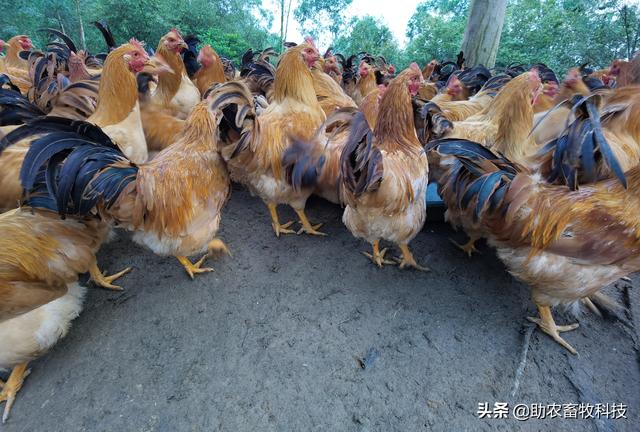 研究表明发酵饲料具有改善氨基酸、脂肪酸，肌肉理化特性及风味