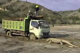 一头科莫多巨蜥拦阻卡车，在巨蜥栖息地建造侏罗纪公园，引发关注图片