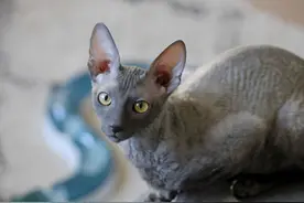 9种适合家养的“小”猫咪，第一名是英短还是田园？图片