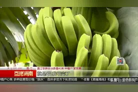 收购价格跌至三毛，海南香蕉难销种植户心焦图片