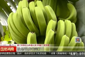 收购价格跌至三毛，海南香蕉难销种植户心焦图片