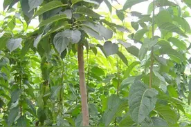 杜仲播种繁殖及病虫害防治栽培技术图片