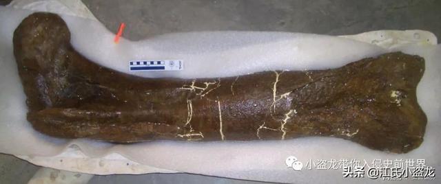 霸王龙一生分为21个阶段，其中两个阶段最为关键
