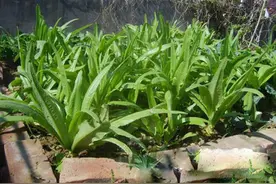 油麦菜，四季都能种，清香好吃，36天左右就能吃上，农户试种下图片