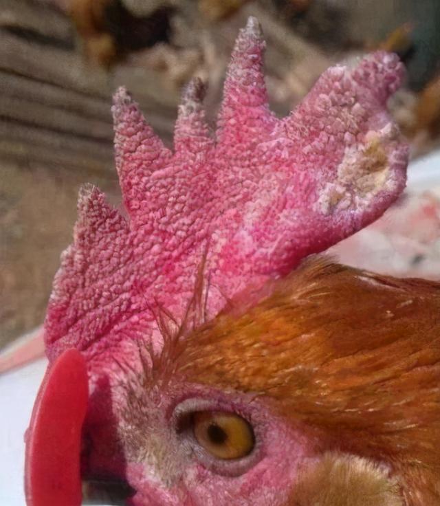 维生素e乳膏对鸡皮肤有用吗