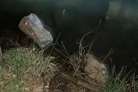 钓鱼碰到“无常蛇”黑白相间，慌乱之下打死，网友：斩草除根图片