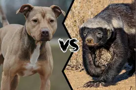 比特犬vs平头哥，谁才是动物界最无畏的王者？不料结果是碾压性的图片