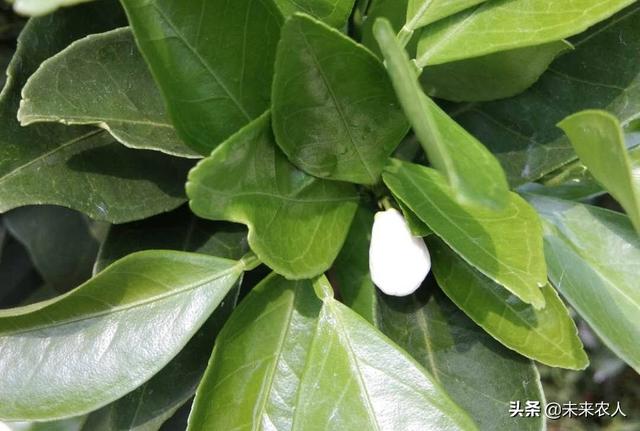柑橘的生长习性、周期变化、需肥规律，都在这了