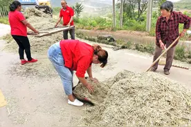 农民路边打油菜 木锨 簸萁 筛子传统农具显身手 劳作方式回味无穷图片
