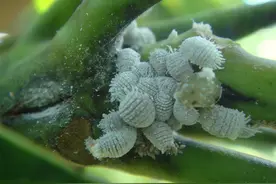 识别蚧壳虫的方法，花草如何预防，遇到了怎么灭杀图片